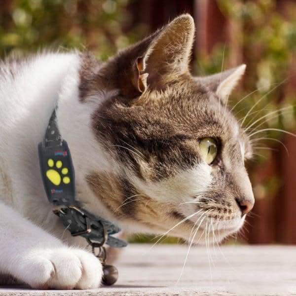 GPS Katzen-Tracker Echtzeit Ortung ohne Abonnement - Norvielle
