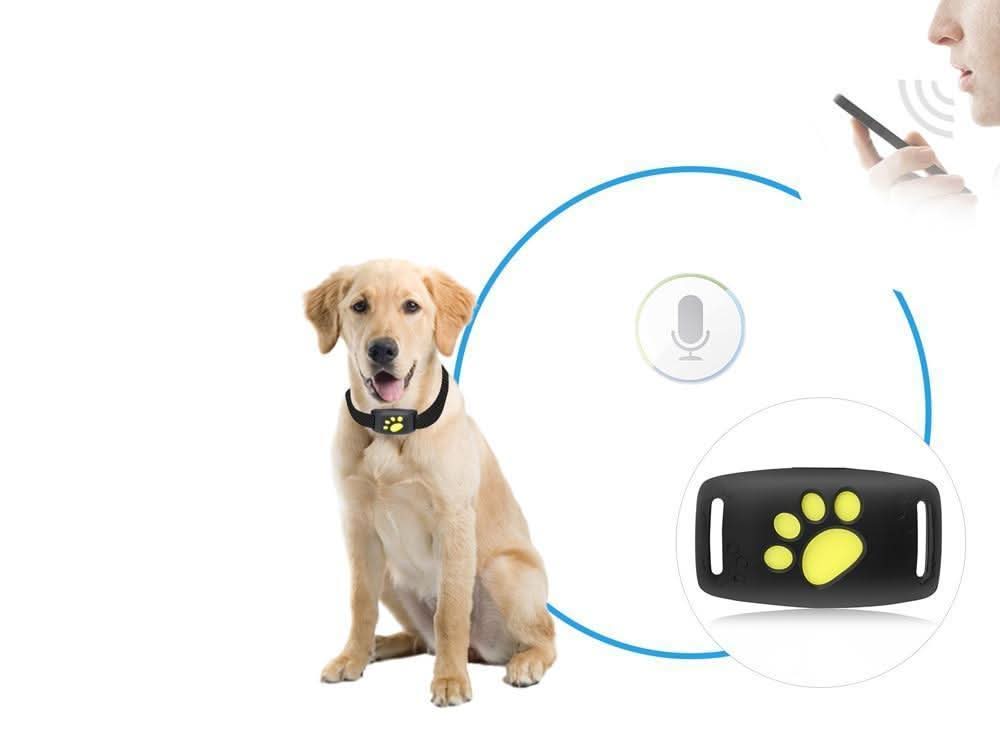 GPS Katzen-Tracker Echtzeit Ortung ohne Abonnement