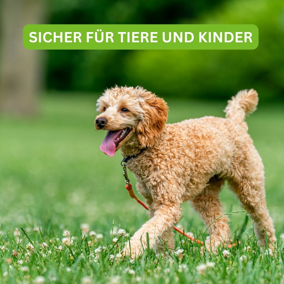 Turbogras Dünger Für Gesundes Rasenwachstum