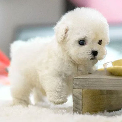 Kuschelhund Plüsch Realistisch Interaktiv
